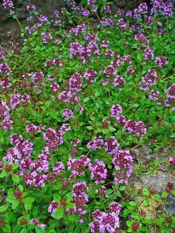 LWS Creeping Thyme Purple Groundcover Garden Planting 4000 Seeds Fast Shipping - £7.81 GBP