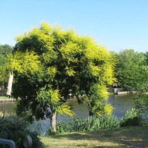 New Fresh Seeds 10 Golden Rain Tree Seeds - £9.85 GBP