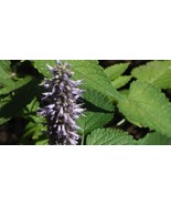 US Seller Korean Mint Seeds Culinary Beverage Aromatic New Fresh Seeds - $24.96