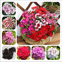 100  pcs/Bag Multicolored Carnation Bonsai Potted Flowers Balcony Bonsai Plant f - £5.18 GBP