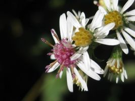 FREE SHIPPING 100+ seeds Calico Aster {Symphyotrichum lateriflorum}  - £9.40 GBP