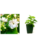 1 Pack Jasmine Sambac - Potted Plant, White Fragrant Flowers For Gardening - £49.54 GBP