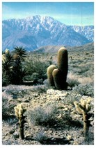 Cholla Cactus Barrel Cactus And Mojave Yucca In Full Bloom Cactus Postcard - £6.97 GBP