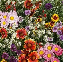 New Fresh Seeds Hummingbird Butterfly Wildflower Seed Mix 200 Zinnia Aster Fast  - £3.22 GBP