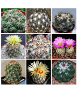 10pcs Coryphantha Mix Seeds Semi Cactus Sementi Succulent Plants - $4.68