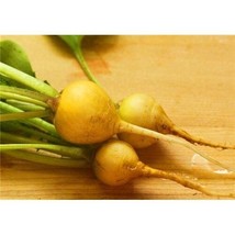 Radish Golden Helios Yellow Outside 46 Seeds Fresh USA Fast Shipping - $8.99