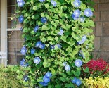 200 Seeds Morning Glory Seeds Heavenly Blue Climbing Beautiful Fresh Fas... - £7.22 GBP