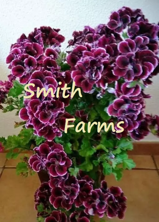 Purple Martha Washington Germanium Flowers 25 Seeds - $10.50