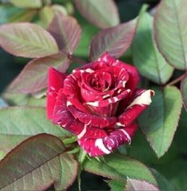 PWO 10 Red White Rose Seeds Flower Bush Perennial Shrub Flowers/Ts - £5.62 GBP