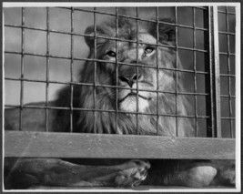 Lion at Franklin Park Zoo Boston MA #2 - Leslie R. Jones 8x10 Photo - £18.49 GBP