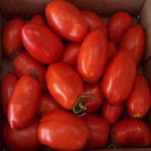 500 Organic Seeds Tomato Italian Roma Heirloom NON GMO - £19.16 GBP