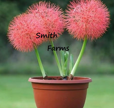 PPA 25 Seeds Red Scadoxus Flower Blood Lily Beautiful Colorful Blooms - £5.38 GBP