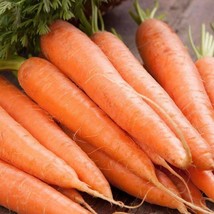 Scarlet Nantes Carrot Seeds 1000 Vegetable Garden NongmoFrom US  - $8.35