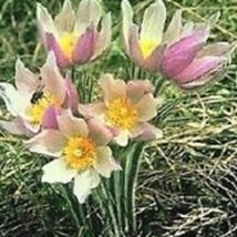 30 Patens Wolfgangiana Anemone Pulsatilla Pasque   Flower Seeds Fresh Seeds USA - $23.28