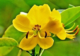 USA Seller 15 Argentine Senna Seeds Senna Corymbosa Fresh Seeds - £8.86 GBP