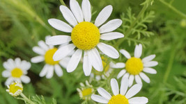 Roman Chamomile Seeds Ground Cover Teas &amp; Medicine NON-GMO Variety Sizes Sold - £7.57 GBP