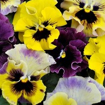 Seeds USA Seller Viola Seeds Frizzle Sizzle Mini Mix 25 Seeds - $20.50