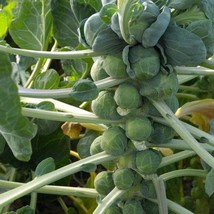 Half Dwarf Brussels Sprouts Seeds Packet Of 20 Seeds US Seller Fast Shipping - £7.10 GBP