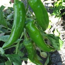 500 Anaheim Chili Pepper Seeds Fresh Seeds USA - $19.00