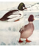 American Golden Eye Duck 1936 Bird Art Lithograph Color Plate Print DWU12B - $24.99