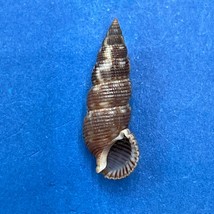 #10 Liocerithium judithae 16.7mm F++ Guaymas, Mexico Cerithiidae  - £3.88 GBP