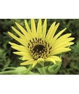 Compass Plant / Silphium laciniatum - 20 seeds - €12,78 EUR