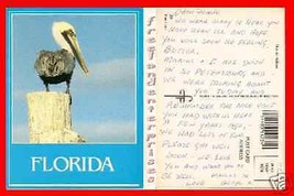 Post Card FL Cute Florida Pelican - £7.78 GBP