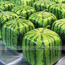 1 Professional Pack, 20 seeds / pack, Square Water Melon Seed Red Sweet Juicy Wa - £3.98 GBP