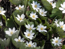 USA White Bloodroot Sanguinaria Canadensis Shade Ground Cover Flower 10 Seeds - £11.54 GBP