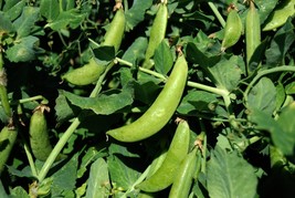 Sugar Snap Pea Seeds Snap Pea Crisp Tender 100 Count Pkt Beautiful Garden USA Se - $20.79