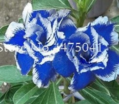 Rare Blue White Desert Rose Adenium, Professional Pack, 5 Seeds / Pack, amazing  - £4.14 GBP