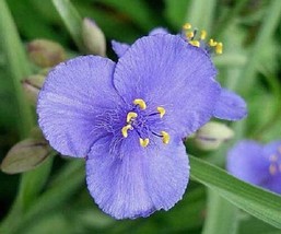 30 Light Blue Tradescantia Spiderwort Flower Seeds PerennialFrom US  - £6.62 GBP