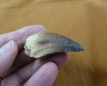 (DF233-167) 1-3/4&quot; Fossil MOSASAURUS Dinosaur tooth Mosasaur dig fossil ... - £20.29 GBP