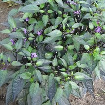 New Fresh Seeds 20 Filius Blue Pepper Capiscum Annuum Christmas Pepper Vegetable - $12.90