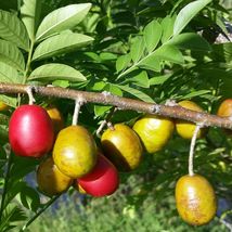  Tropical Fruit Tree: Spanish Plum (Spondias purpurea) 12 to 20 Inches - £73.94 GBP