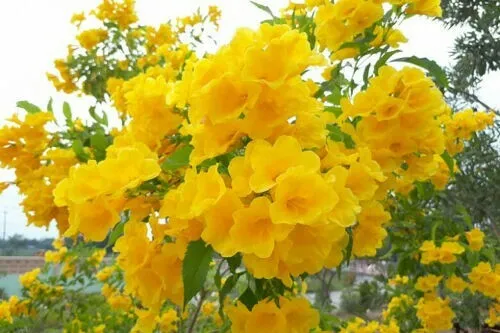 Tecoma Stans Yellow Tecoma Bulk Seeds 25 J Garden - £9.43 GBP