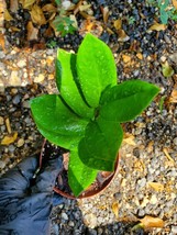 Live Plant Zamioculcas zamiifolia, Outdoor/Indoor Plant, Houseplant - $22.95