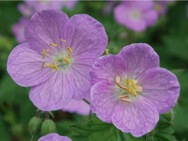 Wild Geranium 10 Roots (Maculatum) - £6.35 GBP