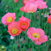 200+ Iceland Champagne Bubbles Pink Poppy Seeds For Garden - ! - $6.30