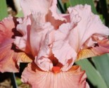  Peach Iris Seeds, Heirloom Iris, 25 Seeds - $5.99