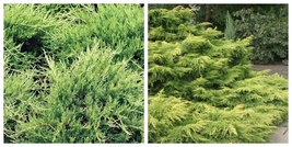 Gold Lace Juniper Juniperus Chinensis 3 Live Plants  - $59.99