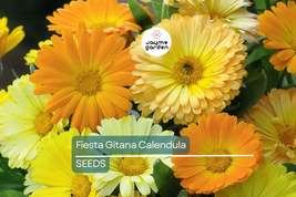 Fiesta Gitana Calendula Seeds | Non-GMO | 50-1,000 Seeds | Orange, Yello... - $4.99+