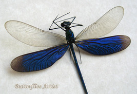 Blue Metallic Neurobasis Daviesi Real Dragonfly Entomology Collectible S... - $44.99