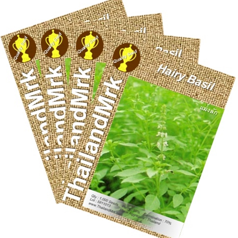 Thai Hairy Basil Lemon basil 4 Bulk ThailandMrk