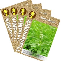 Thai Hairy Basil Lemon basil 4 Bulk ThailandMrk - £4.68 GBP