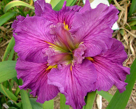 Louisiana Iris Three Mature &quot;Cyclamint&quot; Plants / Fans Rose Pink Purple M... - £35.97 GBP