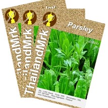 Thai Parsley Eryngium foetidum Umbelliferae 3 Bulk ThailandMrk - £4.68 GBP