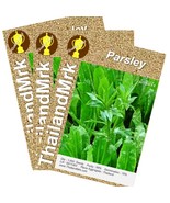 Thai Parsley Eryngium foetidum Umbelliferae 3 Bulk ThailandMrk - $8.26 CAD