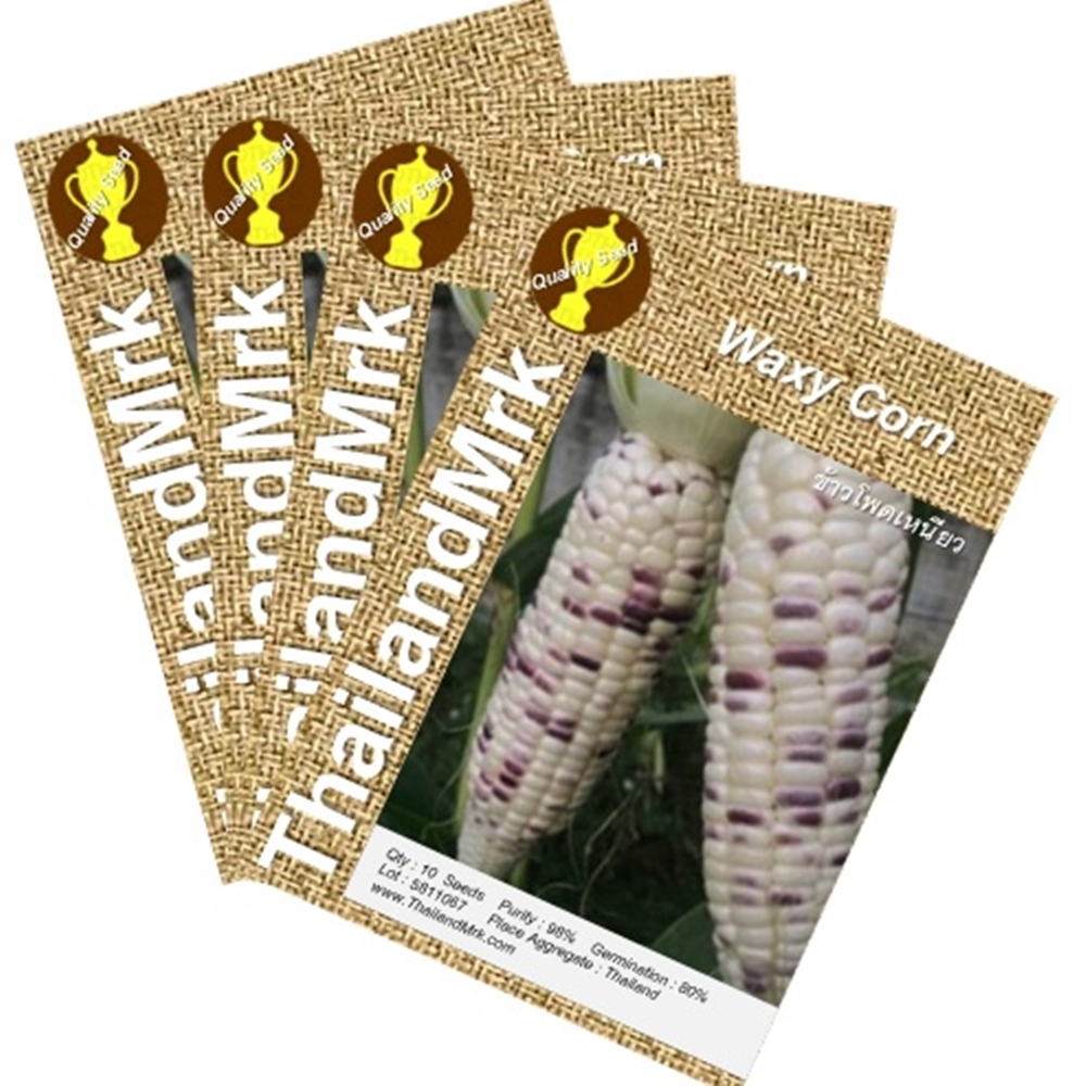 Thai Waxy Corn 4 Bulk ThailandMrk