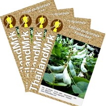Thai Lablab purpureus Fabaceae 4 Bulk ThailandMrk - £4.74 GBP
